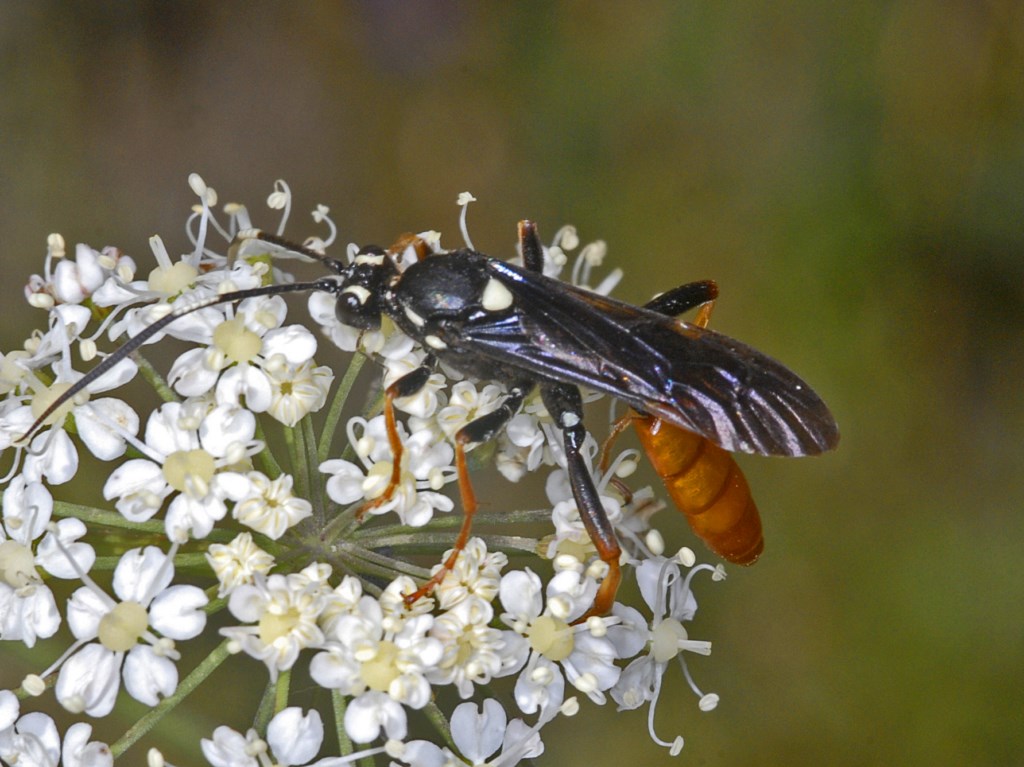 Ichneumonidae - un esemplare da identificare